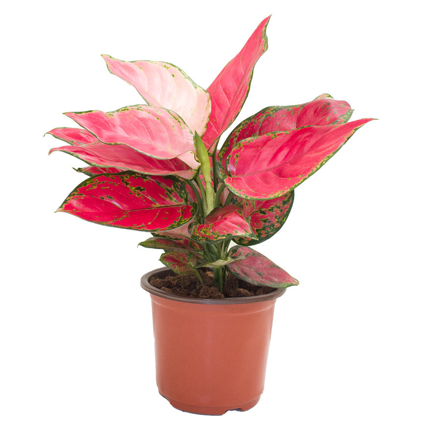 Transform Your Space with Aglaonema Pink Anyamanee: Enhancing Your Indoor Oasis