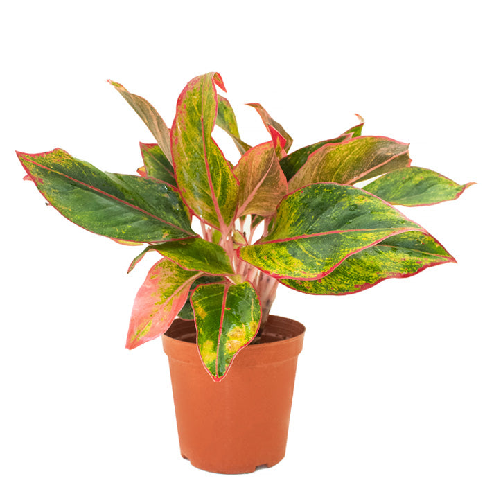 Aglaonema Pink Siam: Your Gateway to Stylish Indoor Gardening