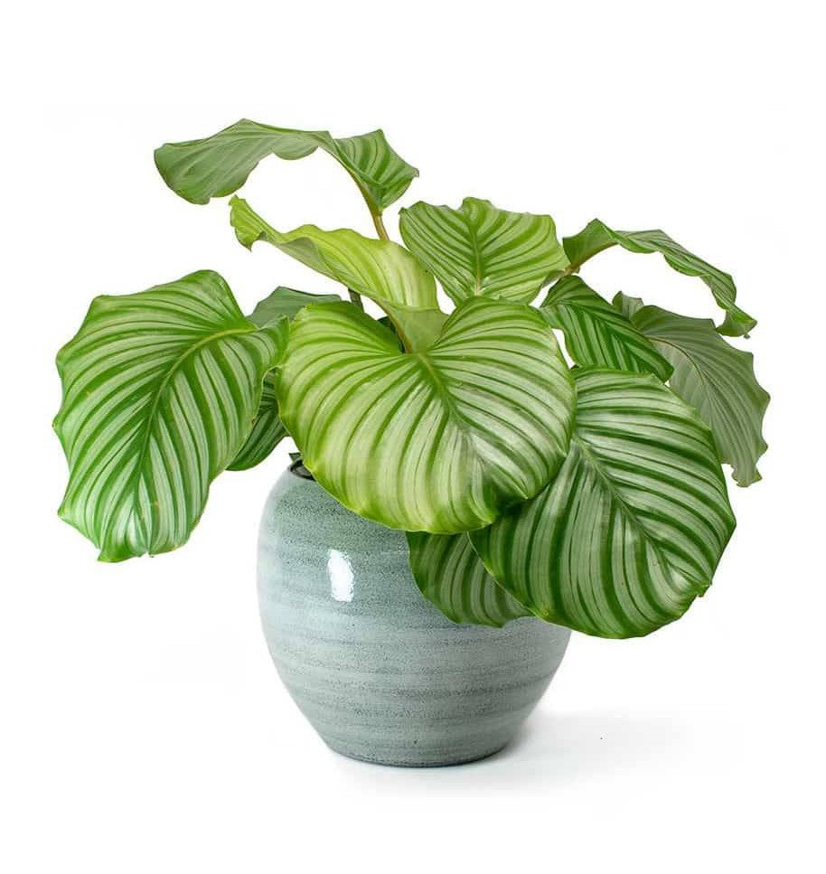 Elevate Your Indoor Jungle with the Stunning Calathea Orbifolia