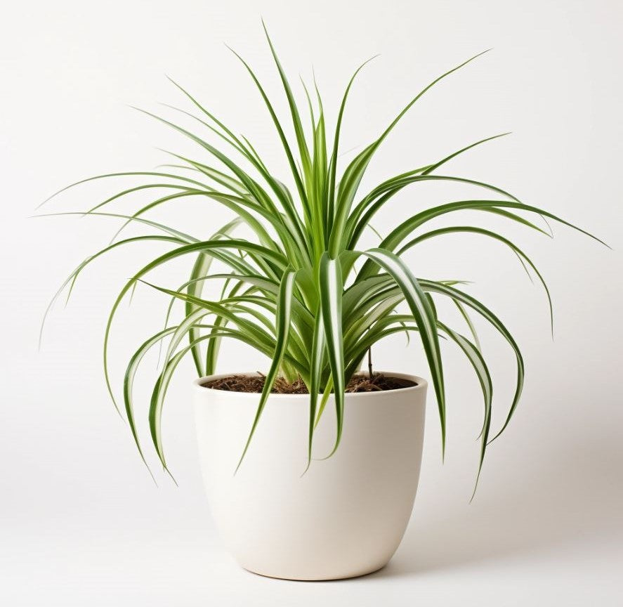 The Spider Plant: A Green Delight for Your Indoor Space