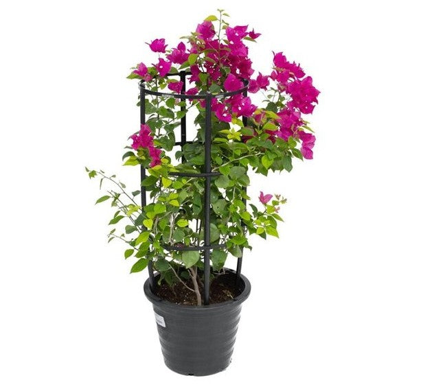 How to care for Bougainvillea plant:  Add Vibrant Beauty to Your Outdoor Space