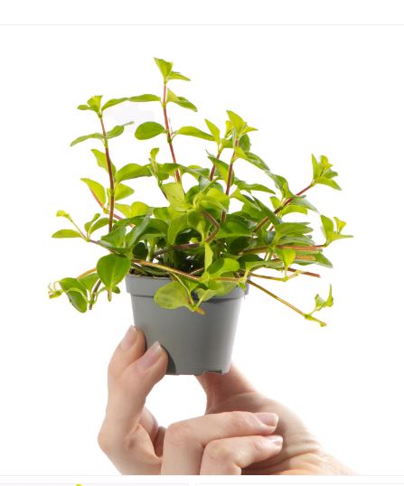Peporomia rountadifolia 5-10 CM | Fresh Indoor Plants