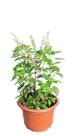 Holy Basil Tulasi 40-50 CM | Fresh Outdoor Plants