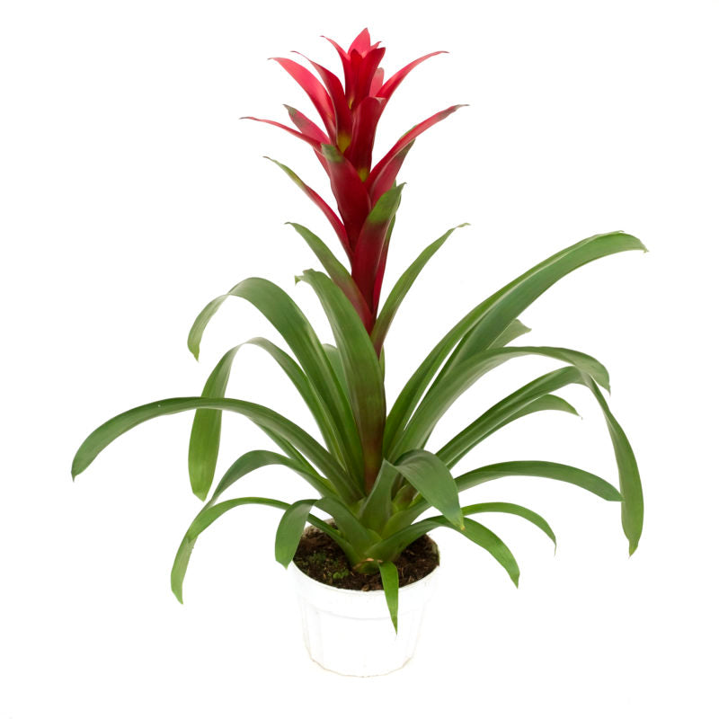 Guzmania | Bromeliad Natural live Indoor Plant with Long Lasting Unique Flower