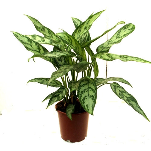 Aglaonema Maria – Chinese Evergreen (Fresh Indoor Plant) 30 - 40 cm Height