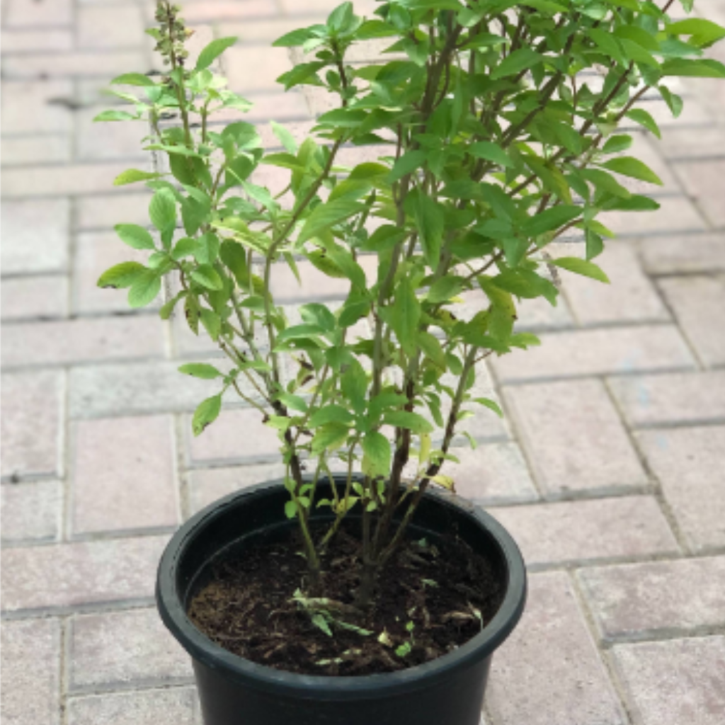 Basil Persian (Rayhan) 40-50 CM | Fresh Outdoor Plants