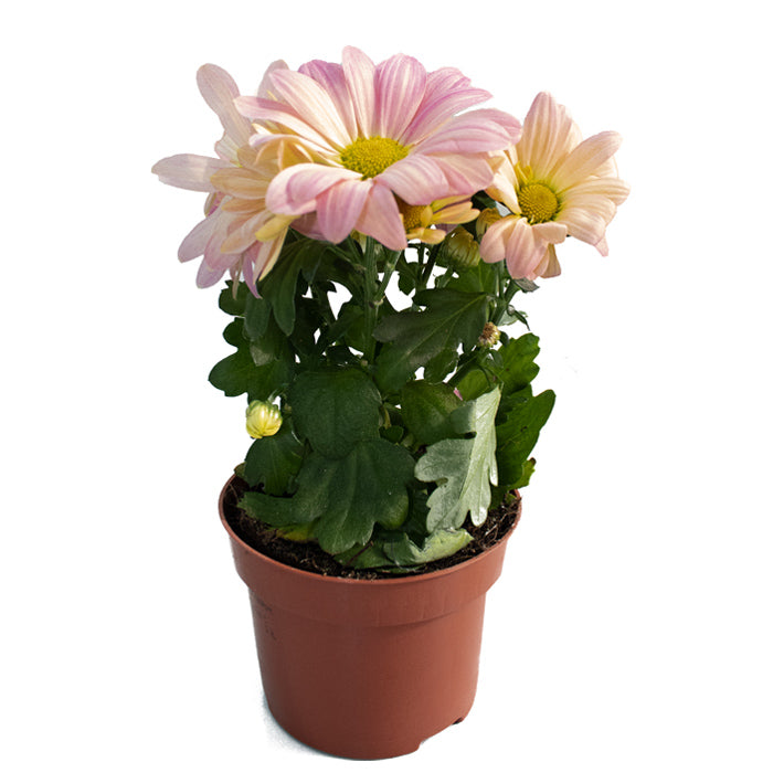 Chrysanthemum mix 9cm pot 20cm | Fresh Plants