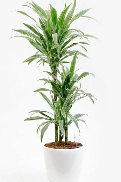 Dracaena Warneckii 100-120 CM | Fresh Plants