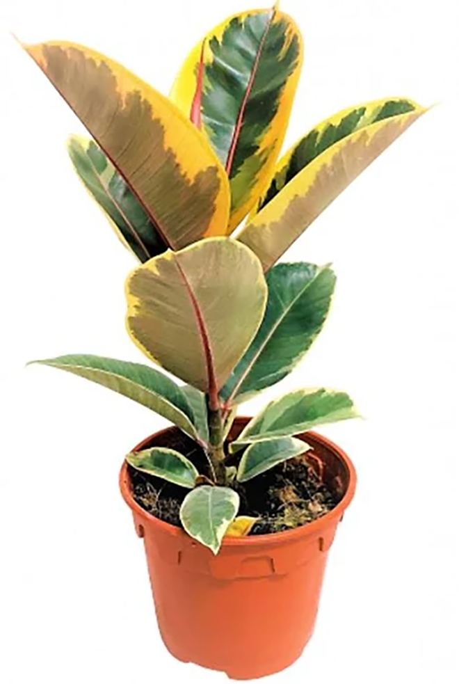 Ficus Elastica Tineke | 12cm pot | 30cm ht