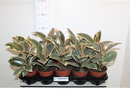 Ficus Elastica Tineke | 12cm pot | 30cm ht