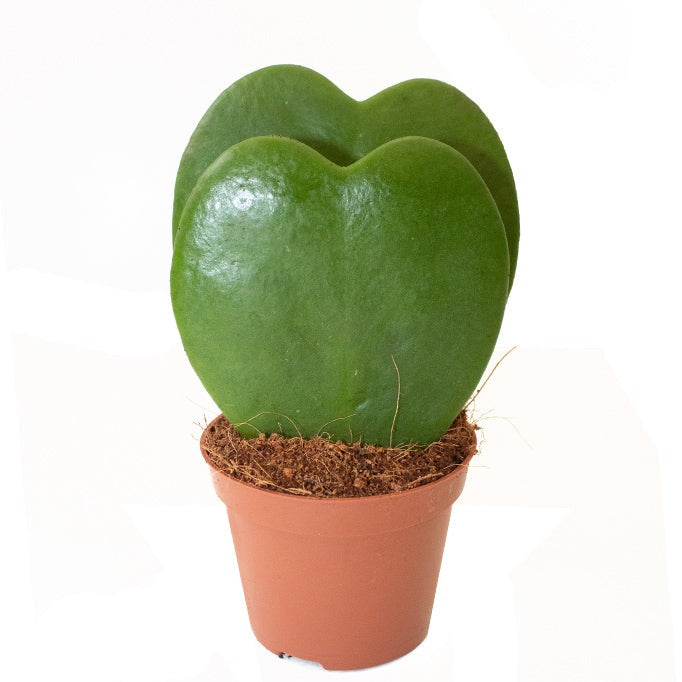 Hoya Heart 5-10 CM | Fresh Indoor Plants