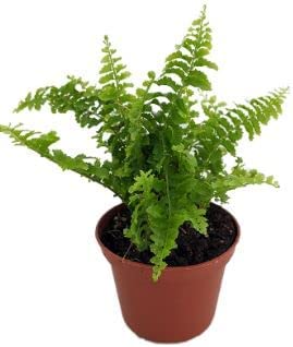 Nephrolepis small 25-30 CM | Fresh Indoor Plants