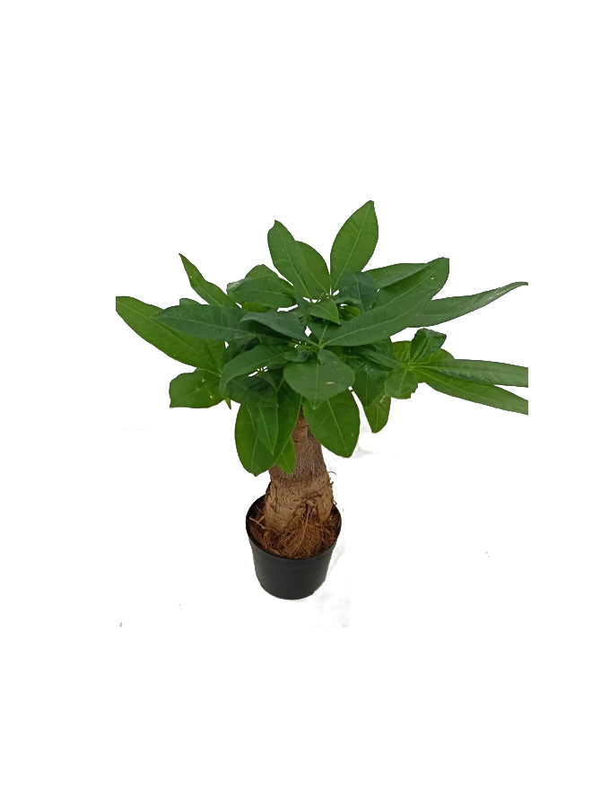 Pachira Aquatica | 40 - 50 CM | Fresh Plants