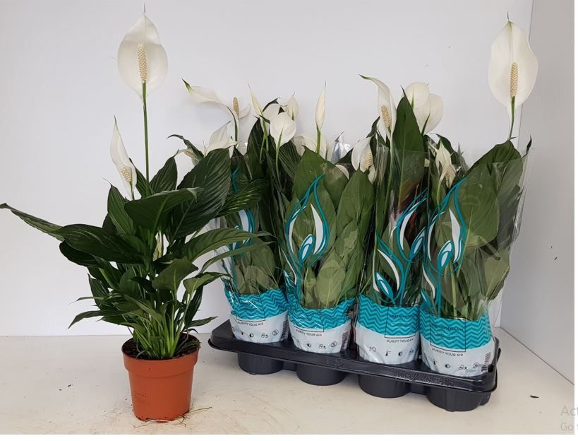 Spathiphyllum Peace Lilly 40-50 CM Height