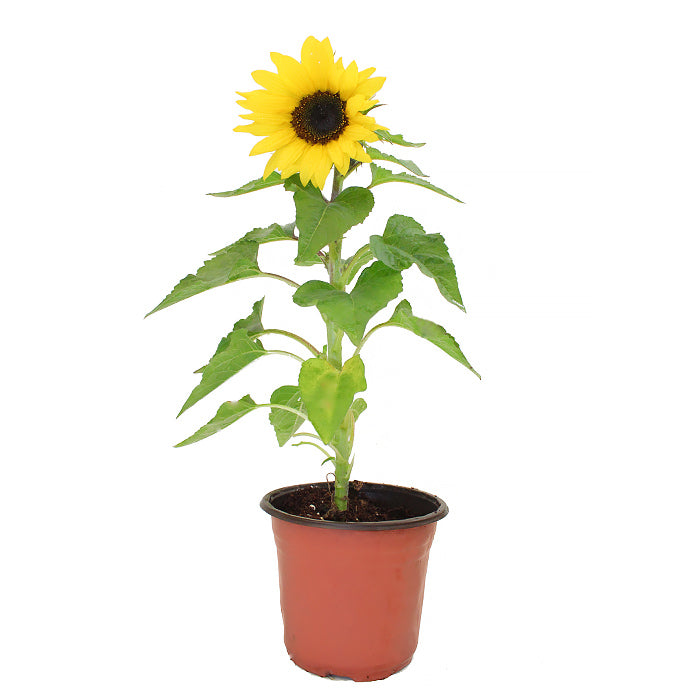 Sun Flower Buy Online Dubai, UAE I BrookFloras