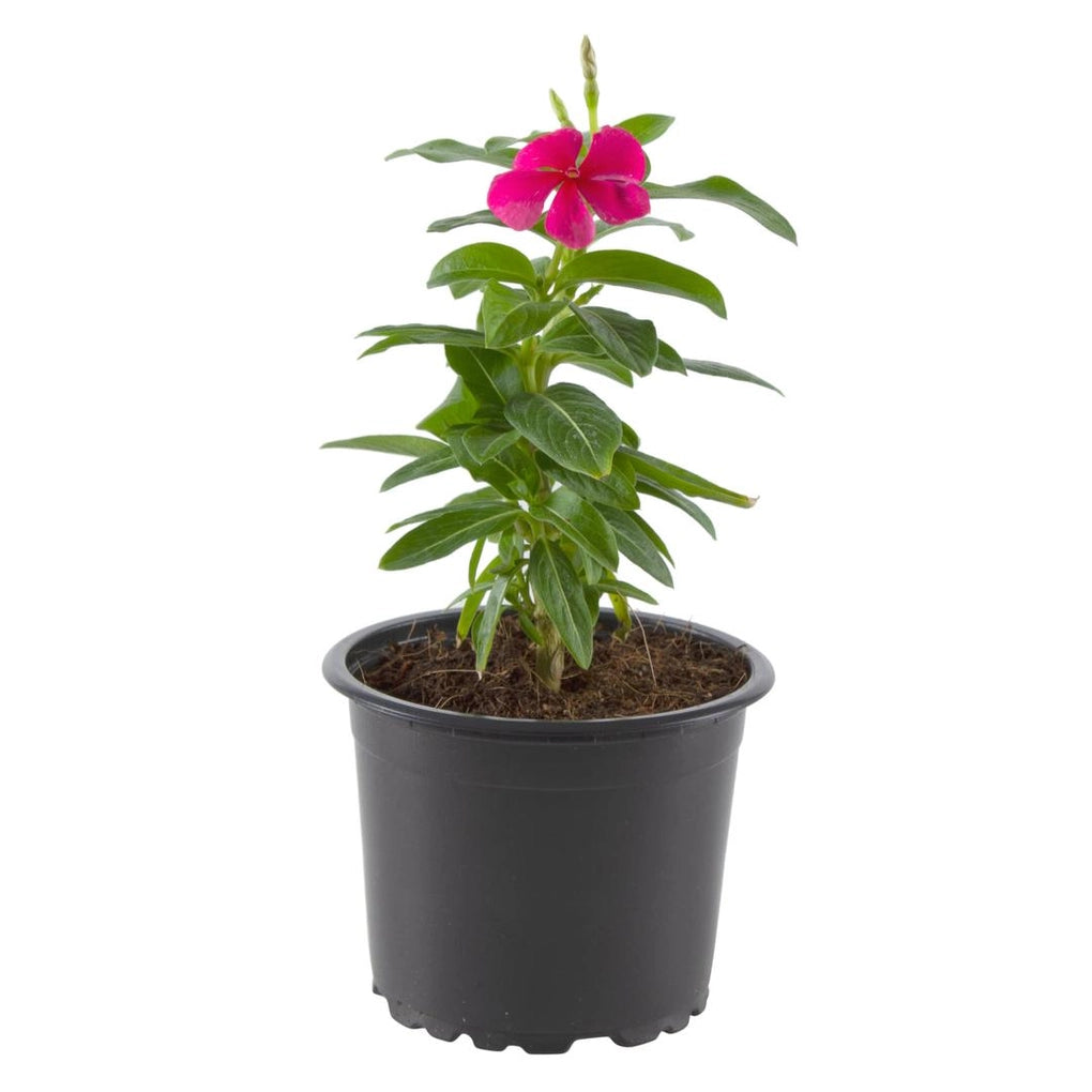 Vinca Rosea - Box of 24 - fresh Indoor Plants…