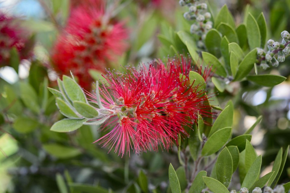 Callistemon citrinus bottlebrush|100-110cm|Fresh Plant