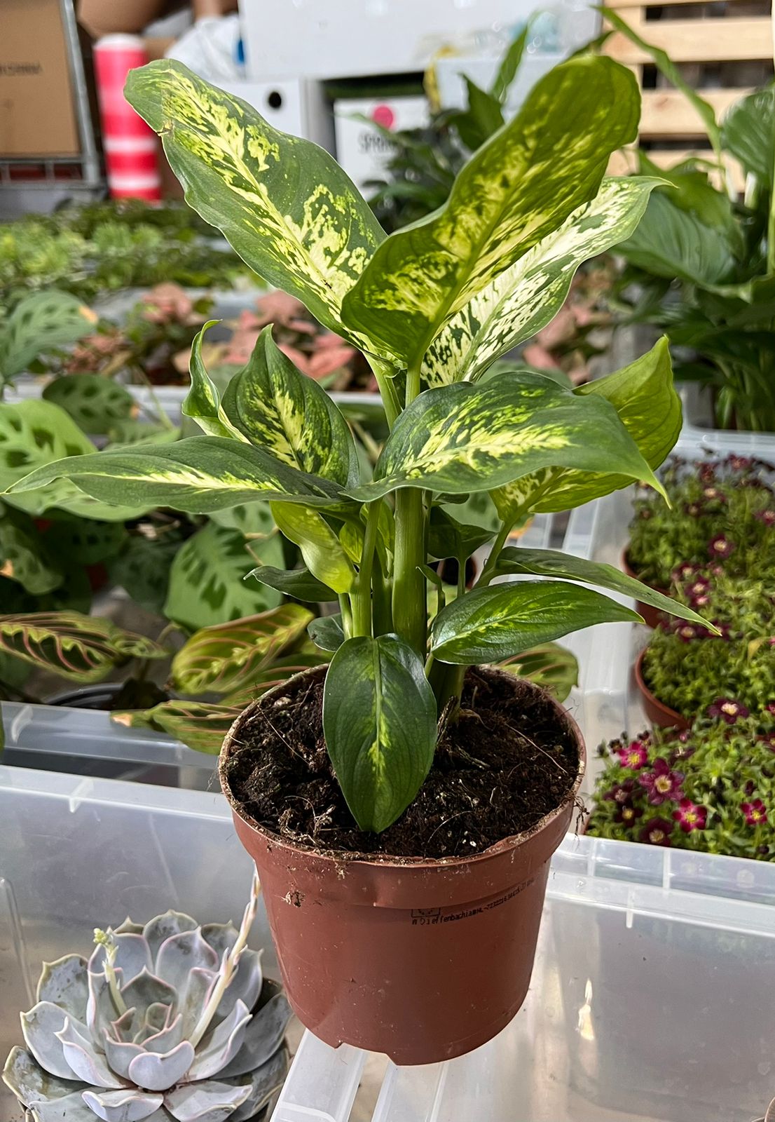 Dieffenbachia Compacta pot size 12 cm, height 30 CM | Fresh Indoor Plants