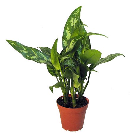 Aglaonema Maria – Chinese Evergreen (Fresh Indoor Plant) 30 - 40 cm Height