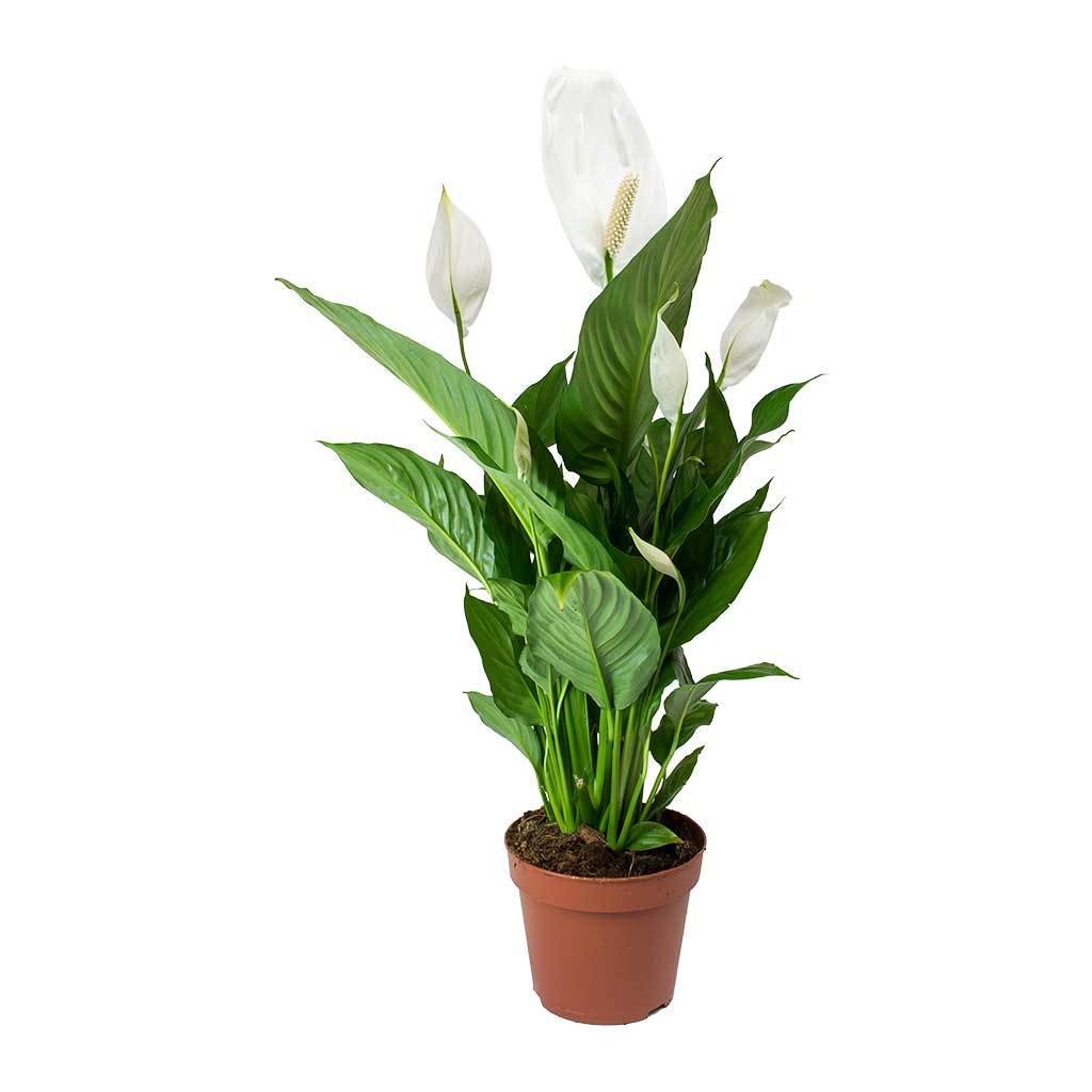 Spathiphyllum Peace Lilly 40-50 CM Height